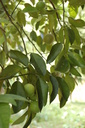 img/plants/rutaceae/citrus_aurantifolia_fruit.jpg