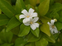 img/plants/rutaceae/murraya_paniculata.jpg