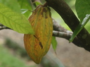 img/plants/sterculiaceae/theobroma_cacao_2.jpg
