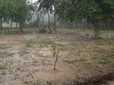 img/garden/2006/20060710144249.natin031.jpg