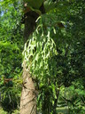 img/garden/2013/platicerium_holttumii.jpg