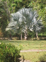 img/garden/2014/bismarckia_nobilis.jpg