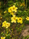 img/plants/apocynaceae/allamanda_cathartica.jpg