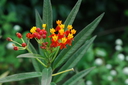 img/plants/apocynaceae/asclepias_curassavica_1.jpg