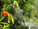 img/plants/apocynaceae/asclepias_curassavica_2.jpg