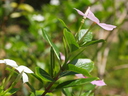 img/plants/apocynaceae/catharanthus_roseus_1.jpg