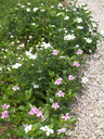 img/plants/apocynaceae/catharanthus_roseus_2.jpg