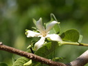 img/plants/apocynaceae/holarrhena_pubescens_2.jpg