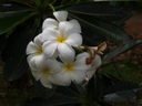 img/plants/apocynaceae/plumeria_sp_1.jpg