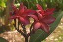 img/plants/apocynaceae/plumeria_sp_2.jpg