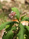 img/plants/apocynaceae/rauvolfia_serpentina_1.jpg