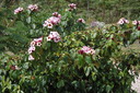 img/plants/apocynaceae/strophanthus_gratus_1.jpg