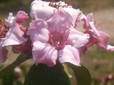 img/plants/apocynaceae/strophanthus_gratus_2.jpg