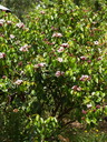 img/plants/apocynaceae/strophanthus_gratus.jpg