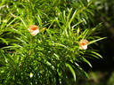 img/plants/apocynaceae/thevetia_peruviana_1.jpg