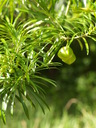 img/plants/apocynaceae/thevetia_peruviana_2.jpg