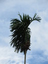 img/plants/arecaceae/areca_catechu_02.jpg