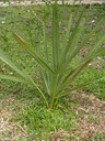img/plants/arecaceae/borassus_flabellifer_01.jpg