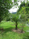 img/plants/arecaceae/borassus_flabellifer_02.jpg