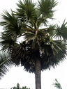 img/plants/arecaceae/borassus_flabellifer_03.jpg