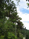 img/plants/arecaceae/borassus_flabellifer_04.jpg
