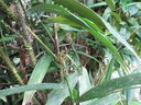 img/plants/arecaceae/calamus_javensis_03.jpg