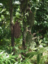 img/plants/arecaceae/caryota_mites_03.jpg