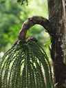 img/plants/arecaceae/caryota_mites_04.jpg