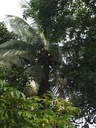 img/plants/arecaceae/cocos_nucifera_01.jpg