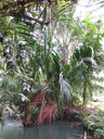 img/plants/arecaceae/metroxylon_sagu_01.jpg