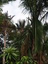 img/plants/arecaceae/metroxylon_sagu_02.jpg