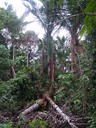 img/plants/arecaceae/metroxylon_sagu_03.jpg