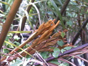 img/plants/arecaceae/nypa_fruticans_01.jpg
