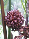 img/plants/arecaceae/nypa_fruticans_02.jpg