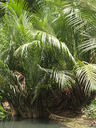 img/plants/arecaceae/nypa_fruticans_03.jpg
