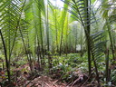 img/plants/arecaceae/nypa_fruticans_07.jpg