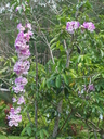 img/plants/bignoniaceae/mansoa_alliacea_1.jpg