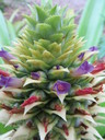 img/plants/bromeliaceae/ananas_comosus_fl.jpg