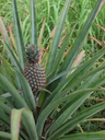 img/plants/bromeliaceae/ananas_comosus_fr1.jpg