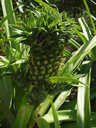 img/plants/bromeliaceae/ananas_comosus_fr2.jpg