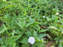 img/plants/convolvulaceae/ipomoea_aquatica_1.jpg