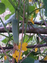 img/plants/cucurbitaceae/curcumis_sativa.jpg