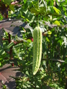 img/plants/cucurbitaceae/mara_2.jpg