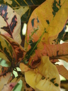 img/plants/euphorbiaceae/codiaeum_variegatum_1.jpg