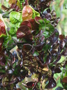 img/plants/euphorbiaceae/codiaeum_variegatum_2.jpg