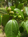 img/plants/euphorbiaceae/croton_tiglium_1.jpg