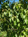 img/plants/euphorbiaceae/croton_tiglium_2.jpg