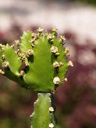 img/plants/euphorbiaceae/euphorbia_antiquorum_1.jpg
