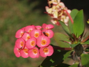 img/plants/euphorbiaceae/euphorbia_millii_1.jpg