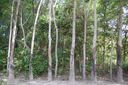 img/plants/euphorbiaceae/hevea_brasiliensis_1.jpg